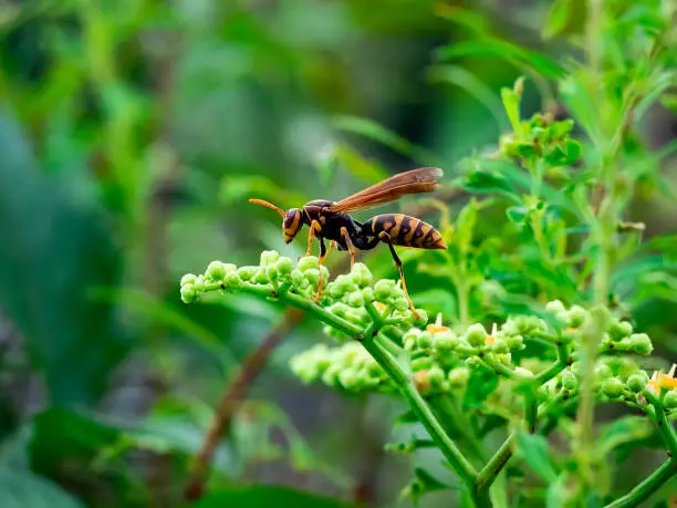 A Japanese paper wasp feeds from wildflowers beside a river in Kanagawa, Japan