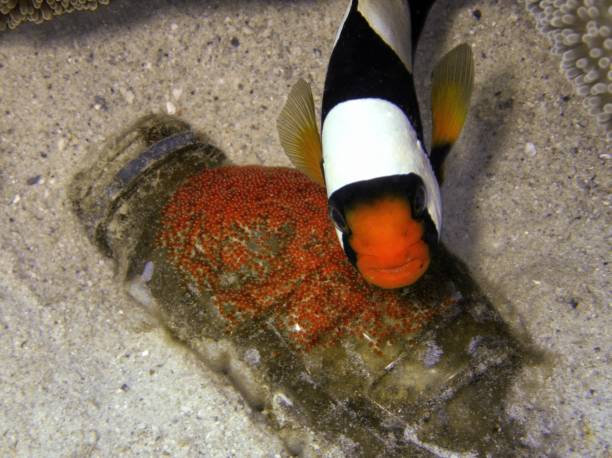 istock Say no to plastic bottle - Panda Anemonefish lying eggs on a plastic bottle 1049803678