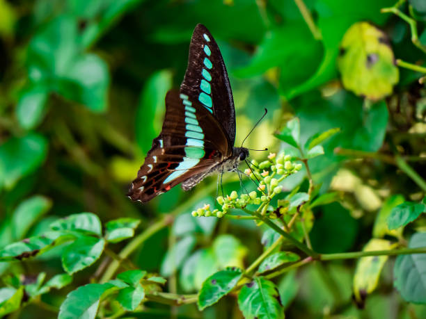 istock feeding bluebottle butterflies 13 1049806532
