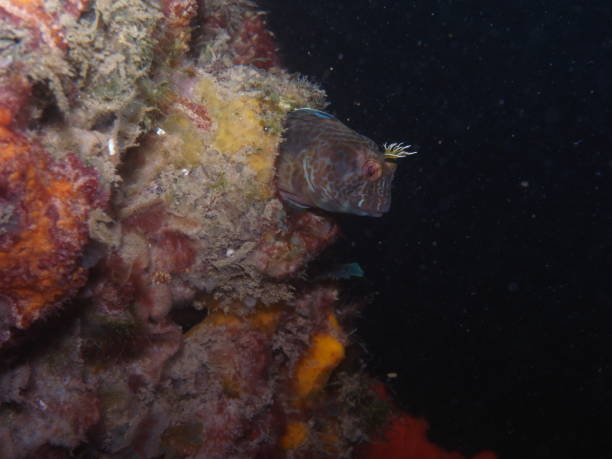 istock Horned Blenny-Parablennius Intermedius-Kammzahnschleimfisch 1049806956