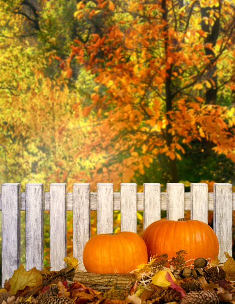outono fundo festivo com abóboras na palha e folhas ao ar livre de ação de graças na floresta - autumn leaf thanksgiving falling - fotografias e filmes do acervo