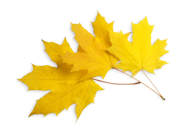 istock Top view of three autumn maple leaves isolated on white background 1049807946