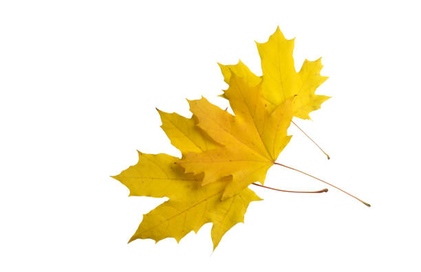 istock Top view of three autumn maple leaves isolated on white background 1049808154