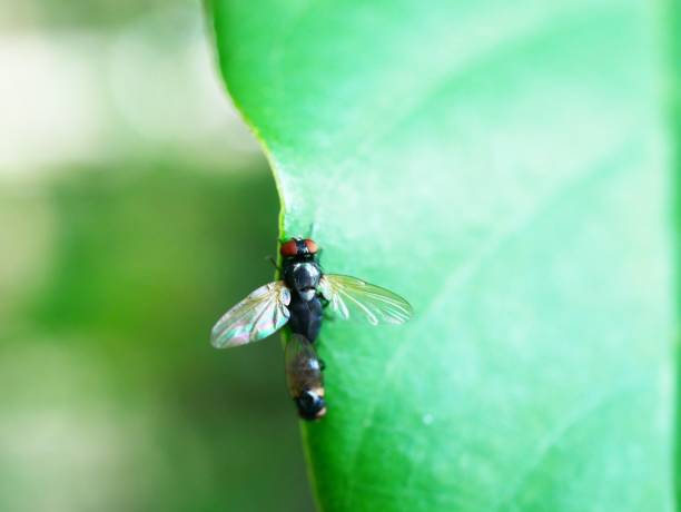 istock Macro of a Caucasian 1049811252