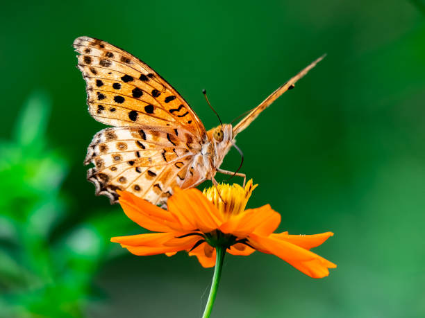 istock Indian Fritillary Butterfly on a cosmos flower 3 1049811396