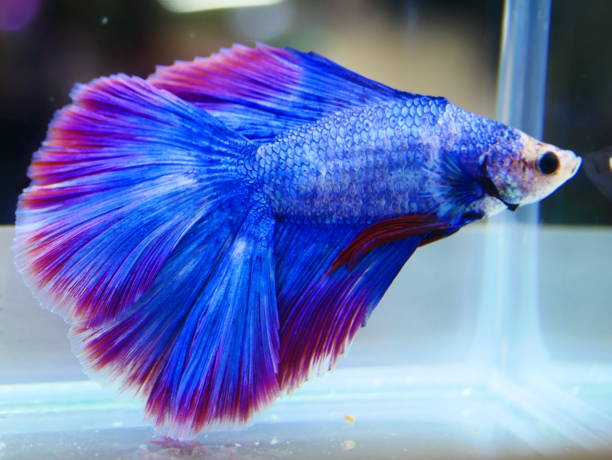 istock fighting fish Halfmoon Fancy Betta 1049812750