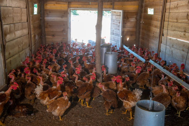 istock Free range chicken on a traditional poultry farm 1049820838