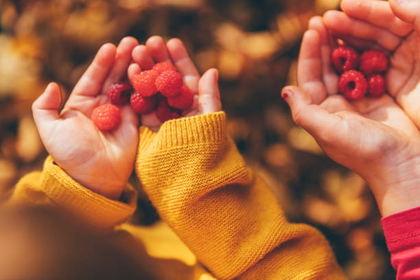 Red raspberries in kids hands