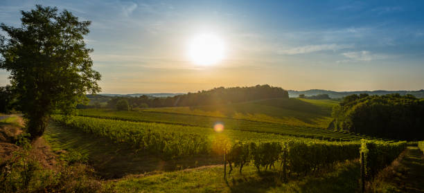 despejando o vidro, barril ao ar livre em bordeaux vinha de vinho tinto - bottle bordeaux green wine - fotografias e filmes do acervo