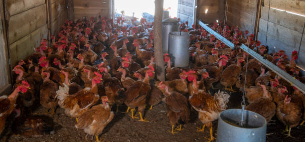 istock Free range chicken on a traditional poultry farm 1049827354