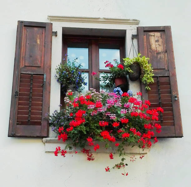 istock A window with colored geraniums resting on the window sill 1049827654