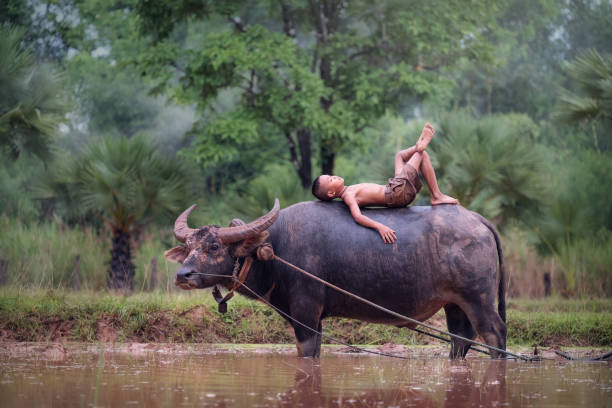istock Side View Of Boy Lying On Buffalo Standing In Pond 1049828026