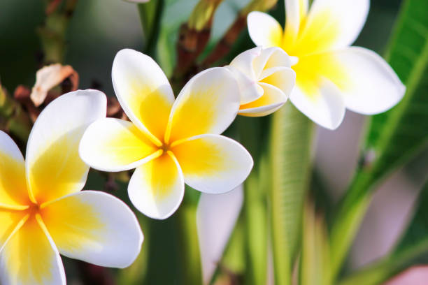 istock White and yellow plumeria flowers on a tree. 1049828036