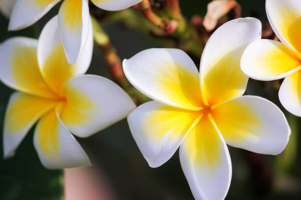 istock White and yellow plumeria flowers on a tree. 1049828092
