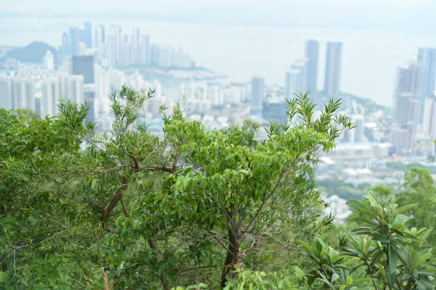istock Trees under the summer daylight, blurred cityscape behind 1049828294