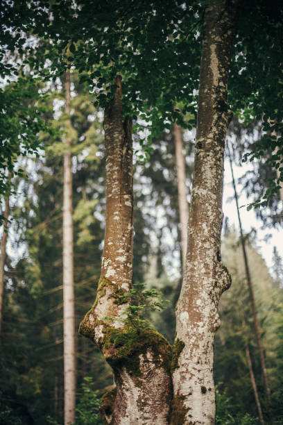 istock beautiful trees with moss on bark in woods. tree stem with little pine growing branches in sunny forest. environmental protection. fresh beauty, nature wallpaper. flora in mountains 1049831666