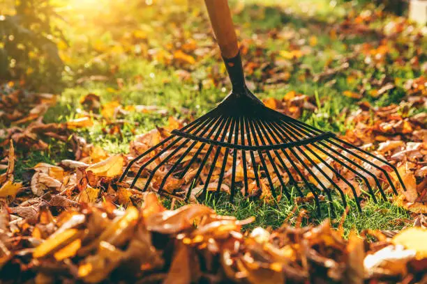 Photo of Rake leaves in autumn