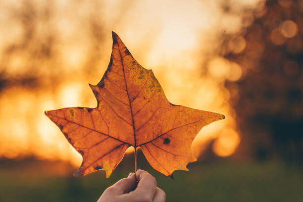 Hand holding a yellow autumn leaf, on sunny background