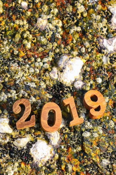 istock Wood number 2019 on coral on tropical beach background 1049833128