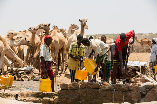 Baidoa / Somalia - March 2017 - The mens are take water for animals during deadly drought in the country.