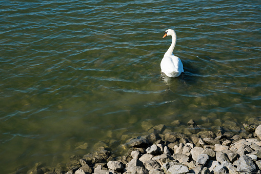 swan in nature park Tiendgorzen, Holland