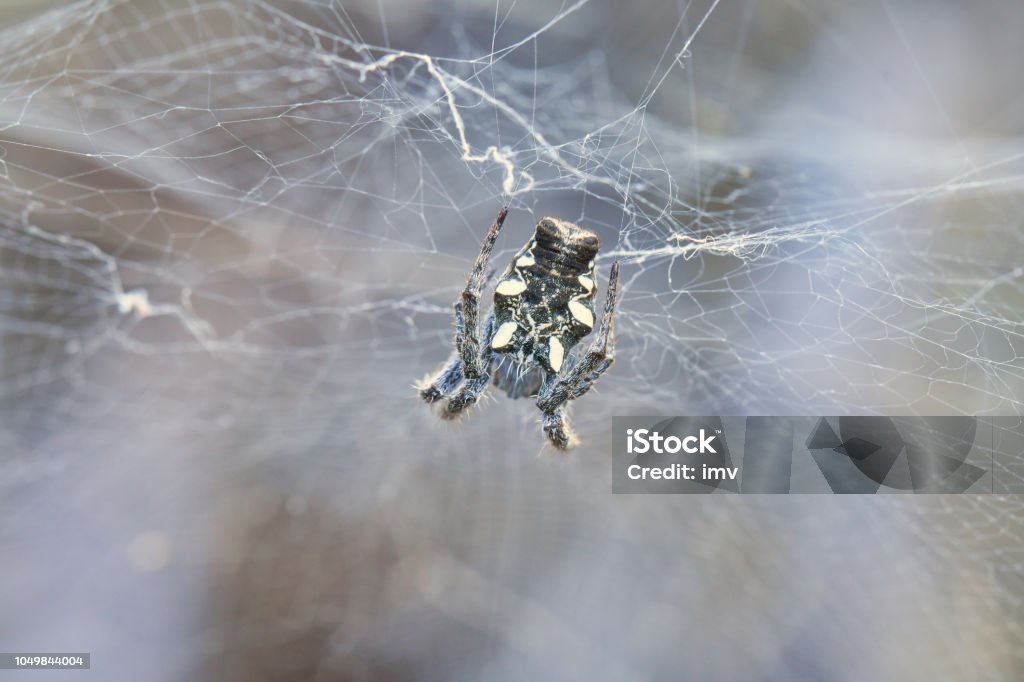 Tropical Tent-Web Spider - Cyrtophora citricola Cyrtophora citricola in Tenerife, Canary Islands Animal Stock Photo