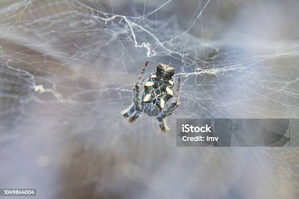Tropical Tentweb Spider Cyrtophora Citricola Stock Photo - Download Image Now - Animal, Animal Hair, Arachnid