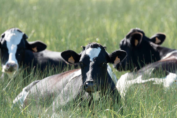 istock Cows in the pasture on a buernhof 1049844598