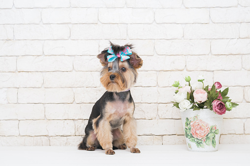 Cute yorkshire terrier and flowers on white brick wall background. Yorkshire terrier portrait.