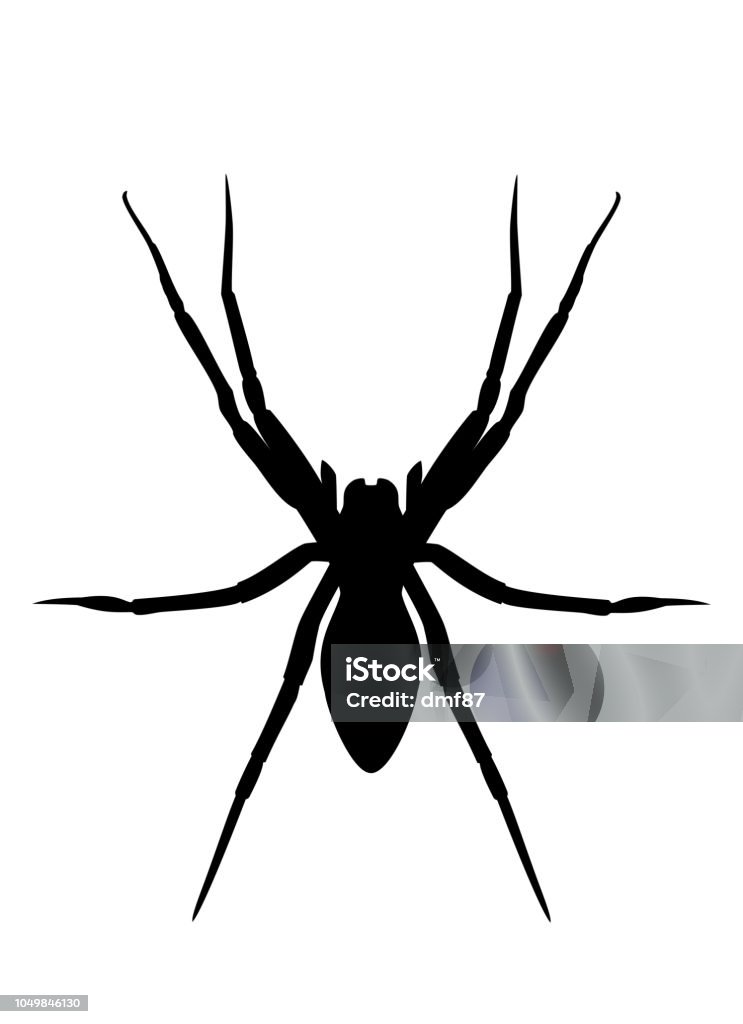 Spider black silhouette on white, vector eps 10 Spider black silhouette isolated on white background. Spooky insect logo illustration, halloween icon vector eps 10 Black Widow Spider stock vector