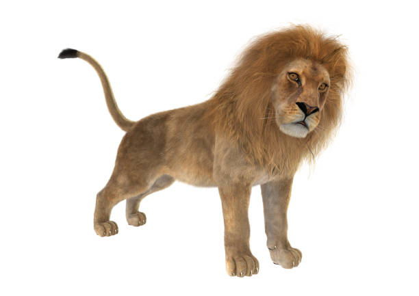 istock 3D illustration male lion on white 1049853314