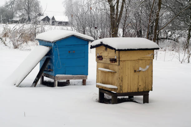 istock Old bee hives in winter. 1049853362