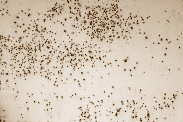 istock Grungy rusted metal surface in brown tone. 1049857828