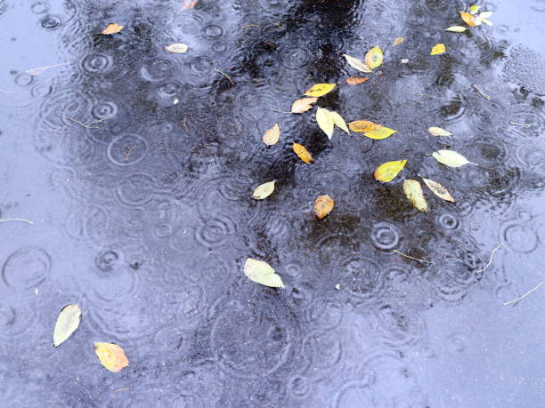 istock Autumn leaves in a puddle on a rainy day 1049861766
