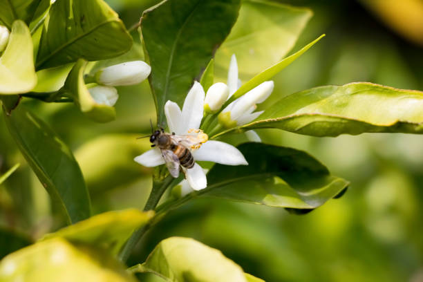 istock Fresh orange tree blossom, citrus fruit flower 1049862610