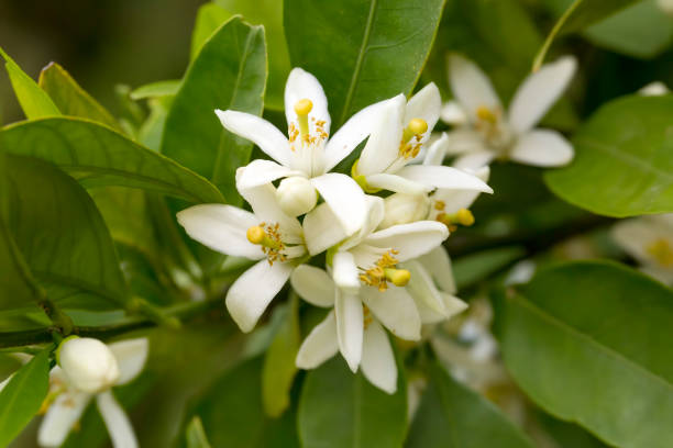 istock Fresh orange tree blossom, citrus fruit flower 1049862668