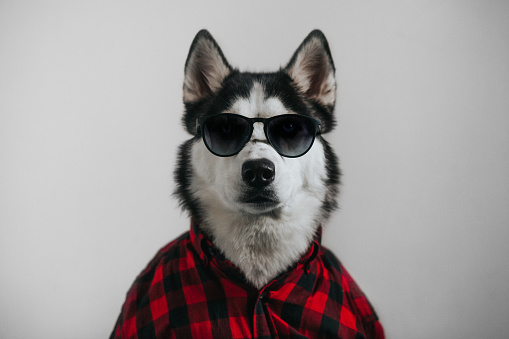 Funny dog in sunglasses and shirt

clothes fashionable