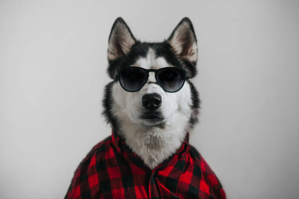 Cool dog Funny dog in sunglasses and shirt

clothes fashionable husky stock pictures, royalty-free photos & images