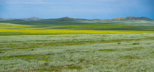 Steppe natural background stock photo