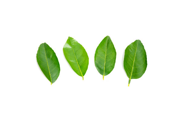 istock fresh green lemon leaves with water drops isolated on white background.lime leaf and green herbs for cooking and spa. 1049869746