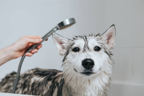 Bathing dog stock photo
