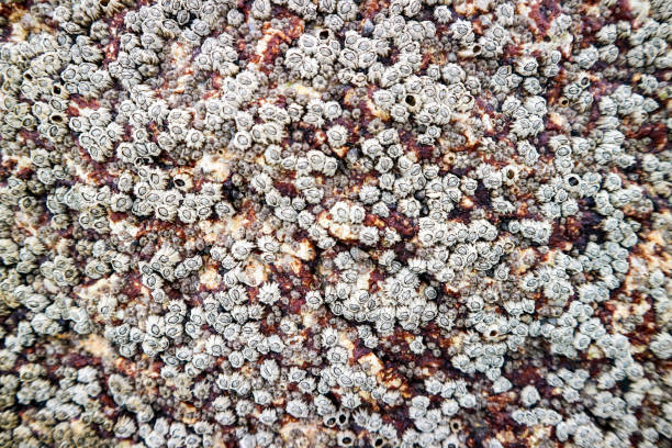 istock barnacle a marine crustacean with an external shell and itself permanently to stone 1049873200