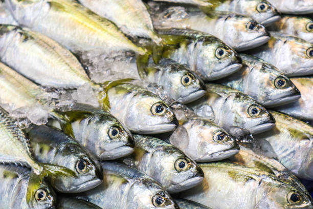 istock Fresh mackerel is placed in a row on the refrigerated panel 1049873596