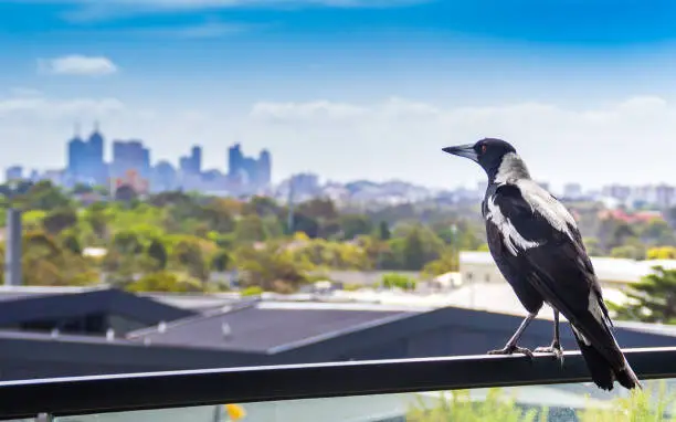 Magpie perched on a balcony over looking Melbourne city skyline in the background