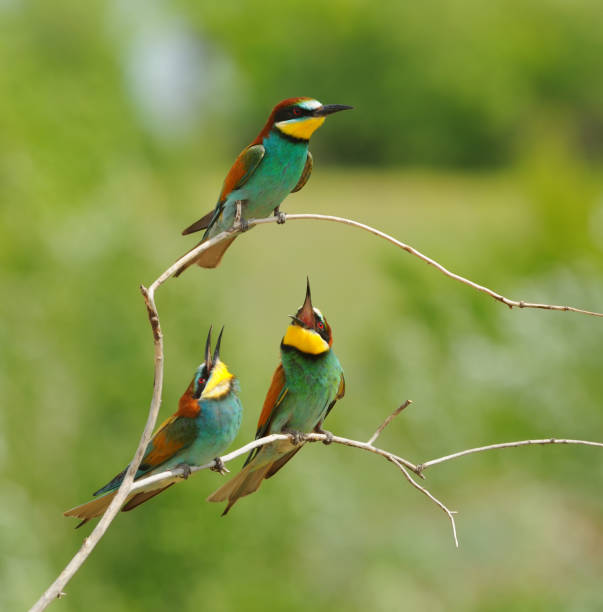 istock Three European bee-eater in the rays of the midday sun (sitting on the branch with green background). 1049876346