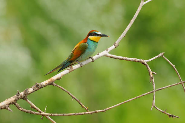 istock European bee-eater sitting on the branch with green background. 1049876366