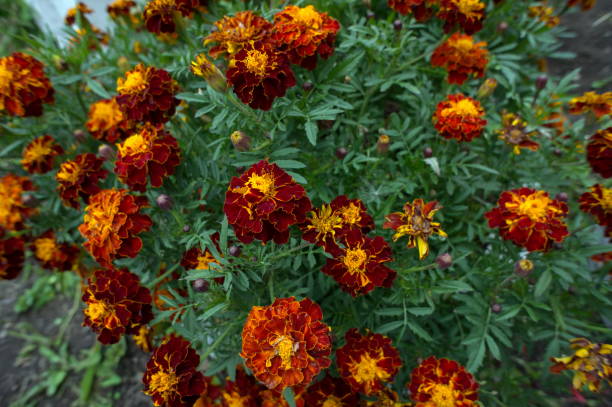 istock Fading flowers of maroon tagetes from above. 1049876630