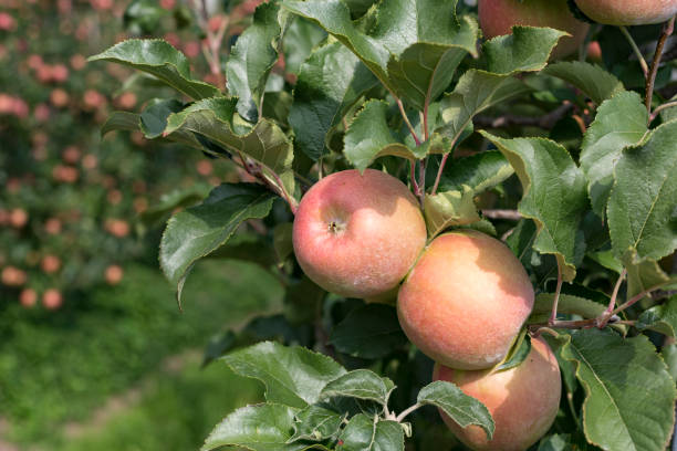 istock Ripe apples in an apple plantation 1049876668