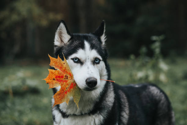 husky dog in the autumn garden stock photo