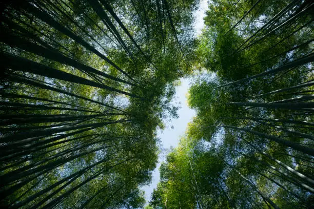 Bamboo Forest. Green Trees. Japan